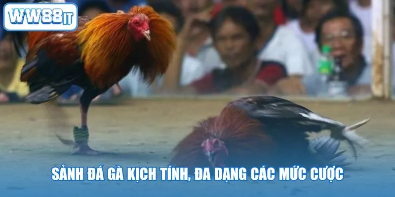 Sảnh đá gà kịch tính, đa dạng các mức cược